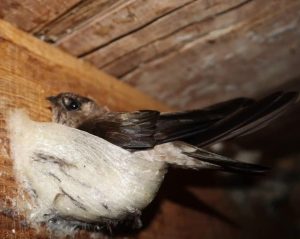 Quy trình thu hoạch yến như thế nào